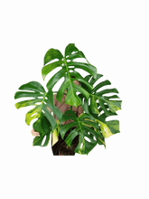 Monstera Aurea Adult